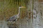 Grey heron
